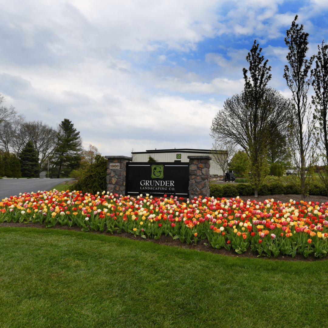 Tulips at Grunder