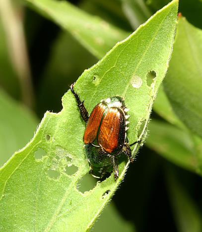 Japanese Beetle, a common lawn pests, eating a leave
