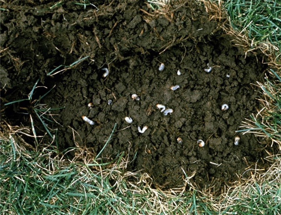 white grubs in lawn